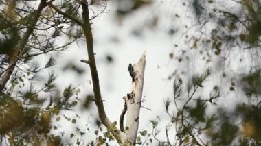 Anglesey ağaçlarında büyük benekli ağaçkakan, vahşi kuş davranışları ve doğa koruma temaları için kullanışlı..
