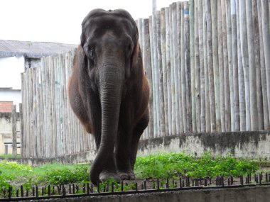 Bir Asya fili görkemli bir şekilde hayvanat bahçesi çevresinde yürür. Yumuşak bir dev temaya ihtiyaç duyan vahşi yaşam, koruma ve eğitim projeleri için mükemmel..