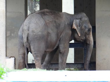 Görkemli bir Asya fili hayvanat bahçesinde huzur içinde yatar. Bu güçlü ve nesli tükenmekte olan türün nazik doğasını gözler önüne serer..