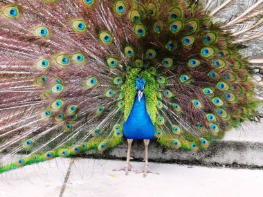 Tavus kuşu göz kamaştırıcı tüylerini, canlı renklerini ve karmaşık desenlerini sergiler. Doğa belgeselleri, seyahat promosyonları veya tasarım projeleri için mükemmel.