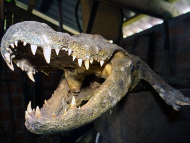 Ağzı açık ve keskin dişleriyle timsah kafası korunmuş. Tehlike ve entrika hissi yaratıyor. Eğitici ve heyecan verici içerik için mükemmel.