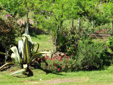 Ağaç bitkisi, kırmızı güller ve yemyeşil yemyeşil bir bahçe sahnesi. Huzur ve sükuneti çağrıştırıyor, doğa veya yaşam tarzı projeleri için mükemmel..