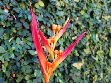 Yeşil yapraklı, çarpıcı kırmızı ve turuncu bir tropikal çiçeğin yakın çekimi..