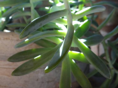 Yeşil sulu bitkiler güneş ışığını filtreleyerek parlak gölgeler ve gölgeler oluştururlar..