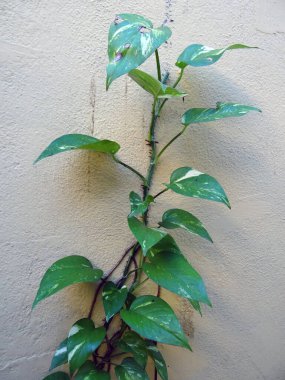 İnce gövdeli yeşil bir bitki tarafsız, dokulu bir duvara tırmanıyor..