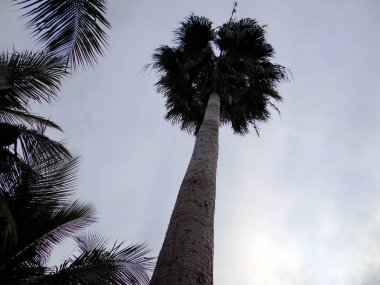 Parlak, bulutlu bir gökyüzüne karşı tam tacı olan ince bir palmiye ağacına bakan bir manzara..