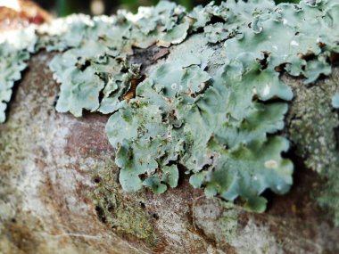 Soluk yeşil liken manzarası ve yıpranmış ağaç kabuğunun dalgalı dokusu..