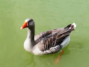 Canlı turuncu gagalı tek bir gri kaz durgun, yeşil su üzerinde süzülür..