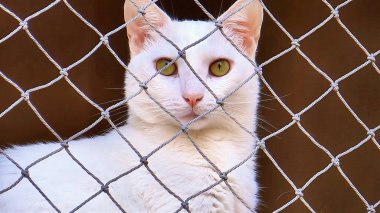 Ağa bakan kehribar gözlü beyaz bir kedinin yakın çekimi..