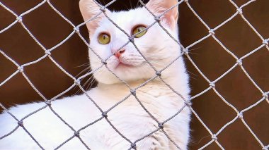 Yeşil gözlü beyaz bir kedi, elmas desenli bir ağdan bakıyor..