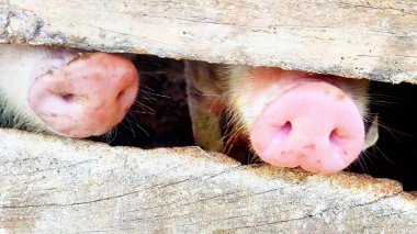 İki pembe domuz burnu yakın plan, pürüzlü, desenli bir deliğin içinden geçiyor..