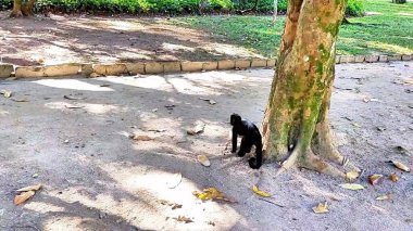 Yalnız siyah bir maymun, kumlu zeminde, açık kökleri olan büyük bir ağaç gövdesinin yanında duruyor..