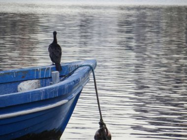 Yalnız bir kara kuş, yıpranmış mavi bir kayığın kenarında duruyor, bir şamandıraya bağlı, gökyüzünü yansıtan suyla birlikte..