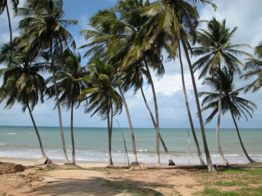 Parlak bir gökyüzünün altında sakin, mavi bir okyanusa doğru eğilen yüksek palmiye ağaçlarının oluşturduğu sakin bir tropikal plaj sahnesi..