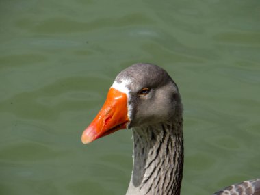 Turuncu gagalı ve gri tüylü bir kazın kafasının ve boynunun detaylı bir yakın çekimi..