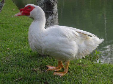 Belirgin kırmızı yüzlü beyaz bir Moskovalı ördek bir su kütlesinin yanındaki yeşil çimlerin üzerinde duruyor..