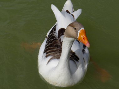 Turuncu gagalı, bulanık yeşil suda yüzen beyaz bir kazın yukarıdan aşağı görüntüsü..
