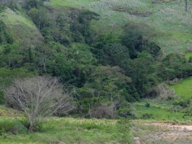 Yuvarlanan yeşil tepeler yoğun yapraklarla ve dağınık ağaçlarla kaplıdır. Bu da doğal bir manzarayı işaret eder..