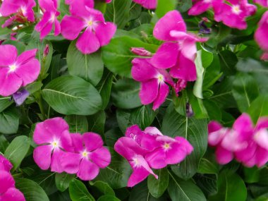 Arka planda yeşil yapraklı sayısız parlak pembe vinca çiçeklerinin yakın çekimi.