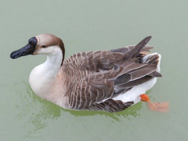 Kahverengi ve beyaz evcil bir kaz kendine özgü koyu yeşil bir şapkayla sessiz yeşil suda yüzer..