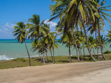 Berrak bir mavi gökyüzünün altında sakin bir turkuaz okyanusun yanında, kumlu bir sahilde sallanan gür palmiye ağaçları..