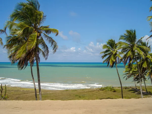Bereketli yeşil palmiye ağaçları berrak mavi gökyüzünün altında turkuaz okyanus dalgalarıyla sakin bir tropikal sahil oluşturur..