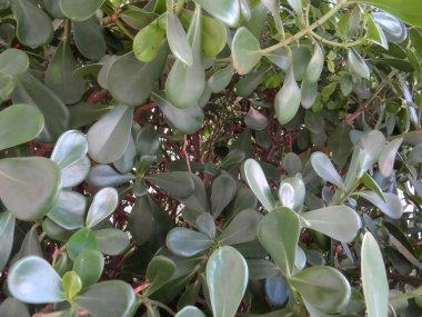 A detailed view of the cascading silver dollar plant's succulent leaves and rich soil, showing texture and color.