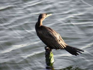 A dark cormorant bird stands on a weathered wooden post in calm, rippling water.