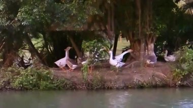 Huzurlu kazlar yemyeşil doğada sakin suların kenarında toplanırlar.