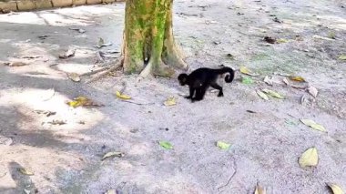 Bir tarlada güneşli bir günde yeşil bitkilerle çevrili sarı bir çiçekte arı gösterilir..