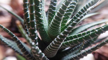 Yapraklarında beyaz çizgili işaretler olan yeşil bir haworthia bitkisinin detaylı bir yakın çekimi. Doğanın güzelliği