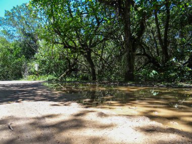 Açık ve güneşli bir günde çevredeki ormanı yansıtan bir su birikintisinin zemin katı manzarası.