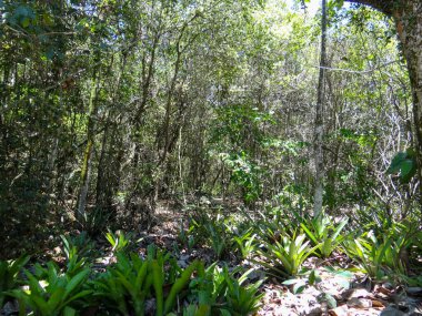 Yeşillik ön planda bromeliad ve arka planda uzun ağaçlar ile sahneyi doldurur..