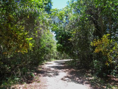 Toprak bir patika, yemyeşil bir orman boyunca esiyor. Güneş ışığı zemini karalıyor ve yukarıda yoğun yapraklar var..