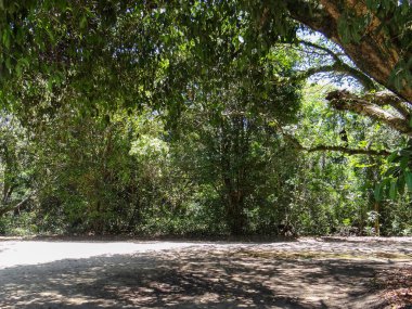 Yerden yoğun bir orman manzarası, yukarıdaki yapraklı gölgelerin arasından süzülen güneş ışığı, gölgeler yaratıyor..