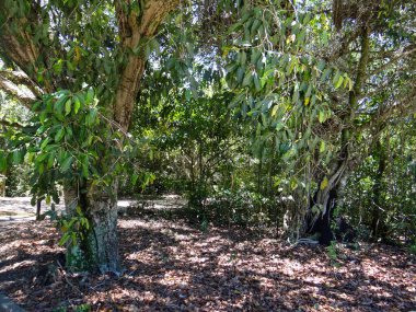 Ağaçların arasından süzülen benekli güneş ışığıyla yemyeşil bir orman sahnesi..