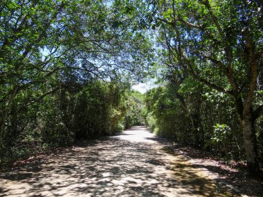 Yoğun bir ormanın içinden geçen kirli bir patika. Güneş ışığı, yeri gölgeler ve ışık parçalarıyla süslüyor..