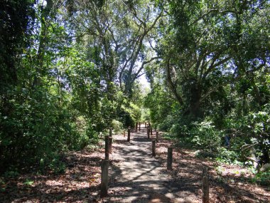 Tahta direklerle işaretlenmiş, bereketli bir ormanda dolambaçlı bir yol, keşif ve doğal güzelliklere davetiye çıkarıyor.