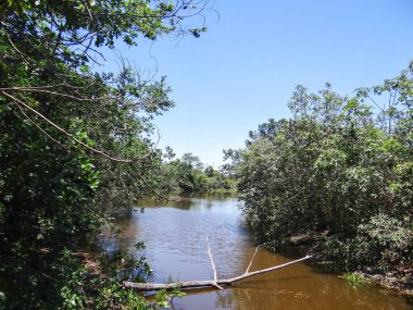 Berrak, güneşli bir günde, açık mavi bir gökyüzünün altında ağaçlarla çevrili huzurlu bir nehir manzarası..