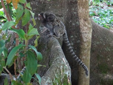 Bir grup küçük maymun, yeşil yapraklarla çevrili bir ormanda ağaç dalında oturuyorlar.