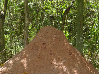 Büyük bir termit tepeciği, ağaçlar ve arkasında yoğun yeşil yapraklar bulunan bir ormanda belirgin bir şekilde bulunur..