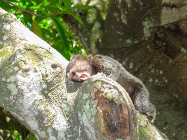 Bir marmoset, açık havada yeşil yapraklarla çevrili bir ağaç dalında dinleniyor..
