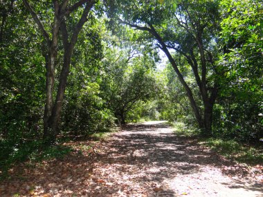 Toprak bir patika, yemyeşil bir ormanın içinden geçiyor. Güneş ışığı, yeri gölgeleyip, ağaçları aydınlatıyor.
