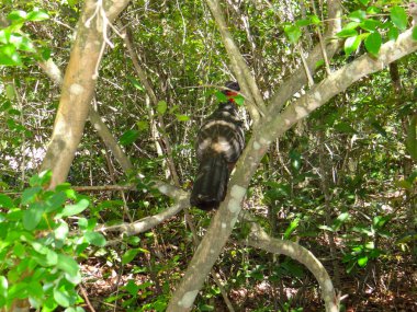 Bir guan kuşu, doğal yaşam alanı görünümünde yeşil yapraklarla çevrili bir ağaç dalına tünemiştir.