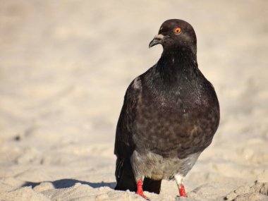 Bir güvercin kumların üzerinde durur, koyu tüyleri parlak arka planla tezat oluşturur..