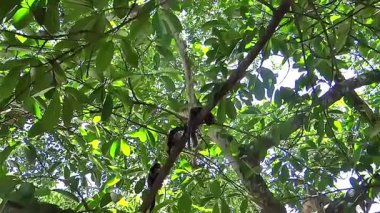 Maymunlar, güneşli bir günde yemyeşil bir orman gölgesinde dallara tırmanıyorlar. Doğal yaşam alanı.