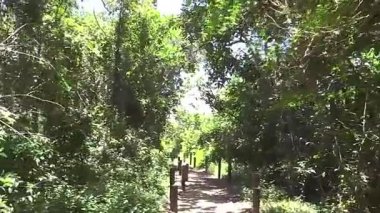 Parlak ve güneşli bir yaz gününde yemyeşil ağaçlar ve yapraklarla çevrili manzaralı bir patika.