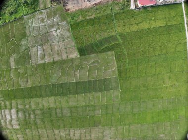 Sungai Penuh, Jambi, Endonezya 'daki tropikal ormanlarla çevrili yamaç manzarası. Highland bölgesinde teraslı arazi kullanımı, yeşil bitki örtüsü ve sürdürülebilir tarım gösteriliyor.
