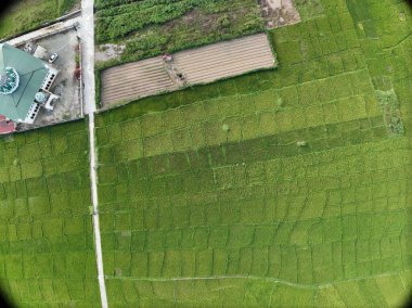 Sungai Penuh, Jambi, Endonezya 'daki tropikal ormanlarla çevrili yamaç manzarası. Highland bölgesinde teraslı arazi kullanımı, yeşil bitki örtüsü ve sürdürülebilir tarım gösteriliyor.