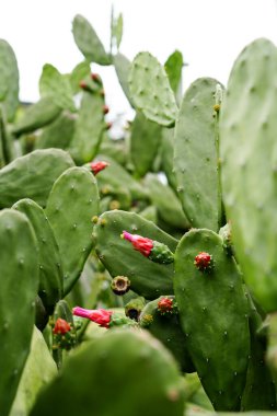 Yeşil pedli dikenli armut kaktüsü ve açık havada yetişen pembe çiçek tomurcukları. Tropik sulu bitki örtüsü çöl bitki örtüsü, esneklik ve botanik büyümeyi gösteriyor..